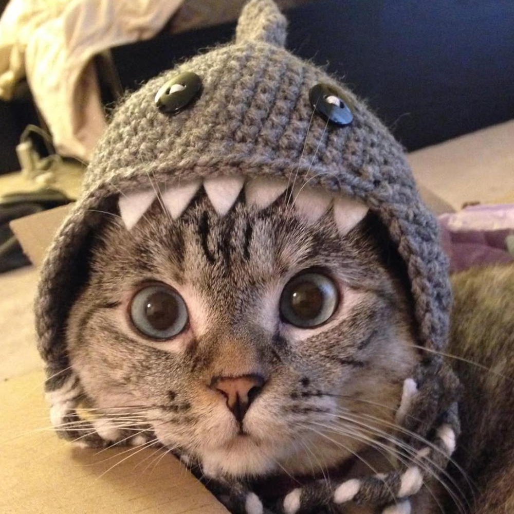 Nala Cat — 4.4M Followers Petfluencer