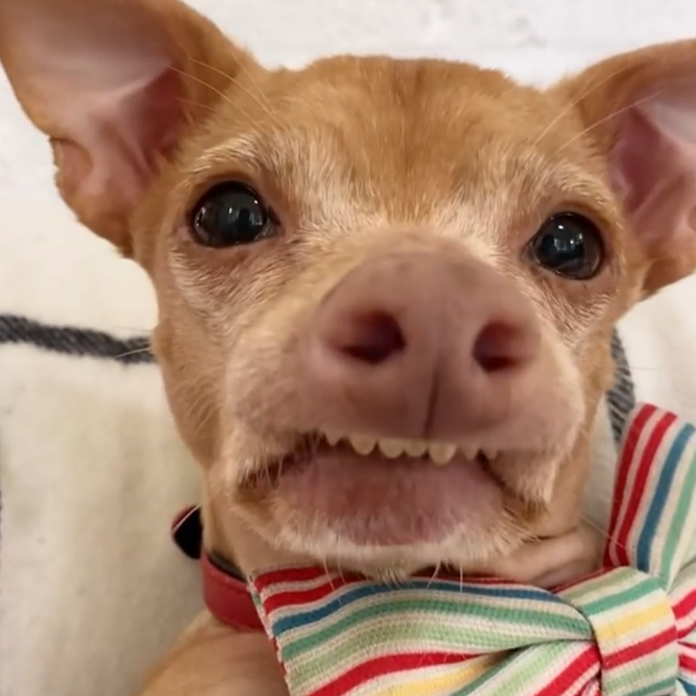 Tuna